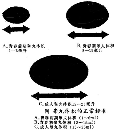 正常睾丸大小标准图